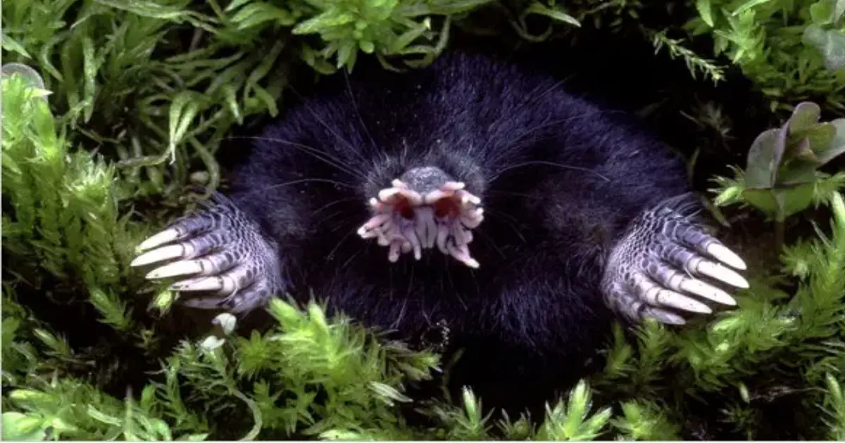 Ugly Animals Celebrating Nature's Unconventional Beauty